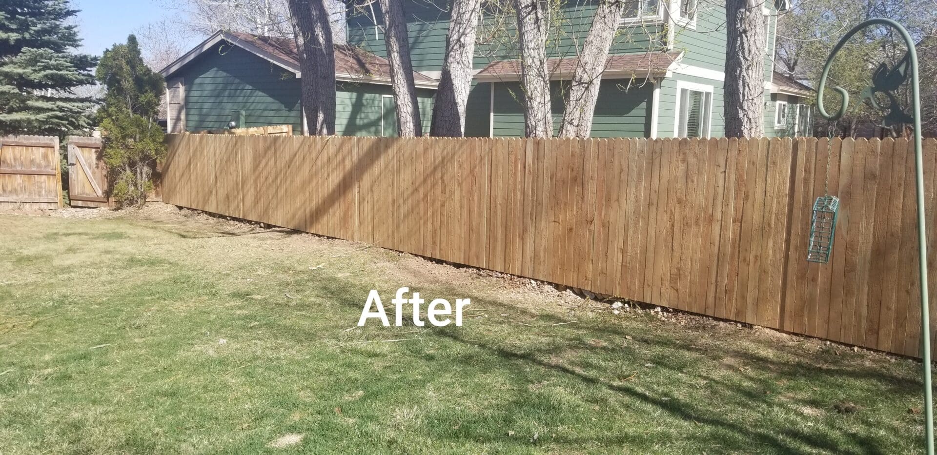 Backyard wooden fence after staining.